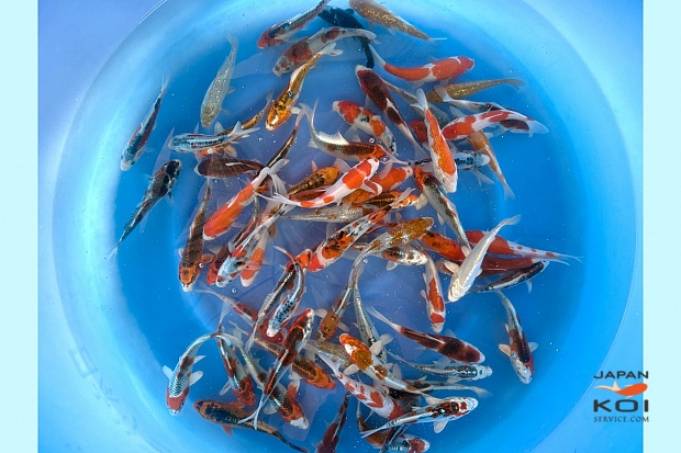 Tosai Mix : 13-16 cm (Sample)