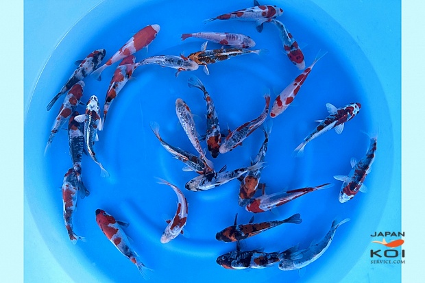 Tosai Mix : 13-16 cm (Sample)