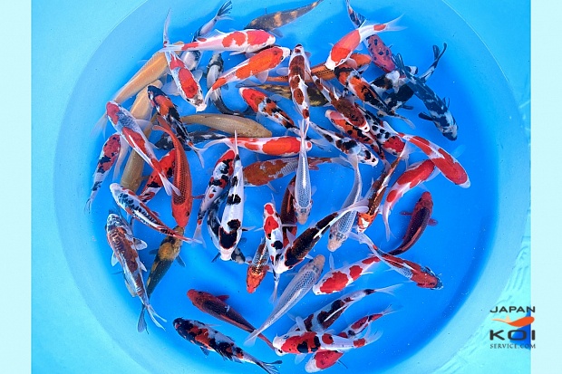 Tosai Mix : 13-17 cm (Sample)