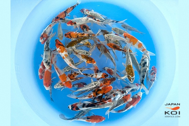 Tosai Mix : 14-18 cm (Sample)