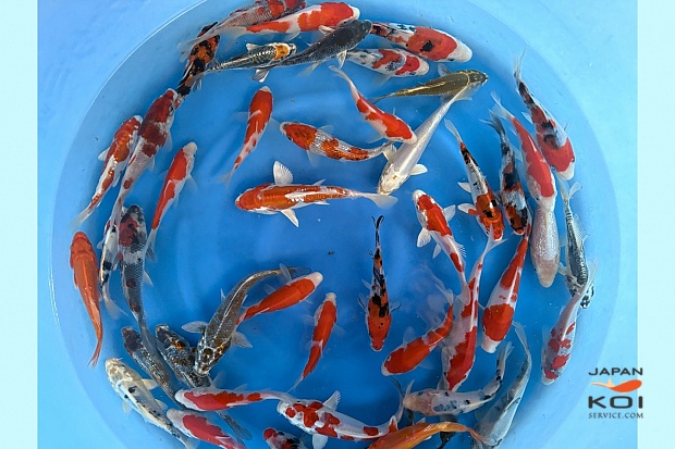 Tosai Mix : 15-18 cm (Sample)