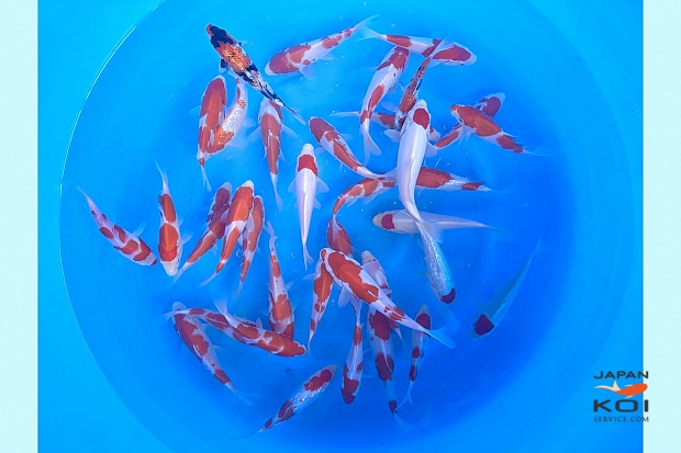 Tosai Mix : 15-20 cm (Sample)