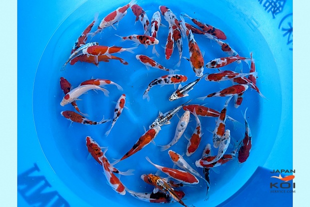 Tosai Mix : 15-20 cm (Sample)