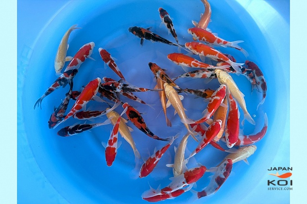 Tosai Mix : 16-18 cm (Sample)