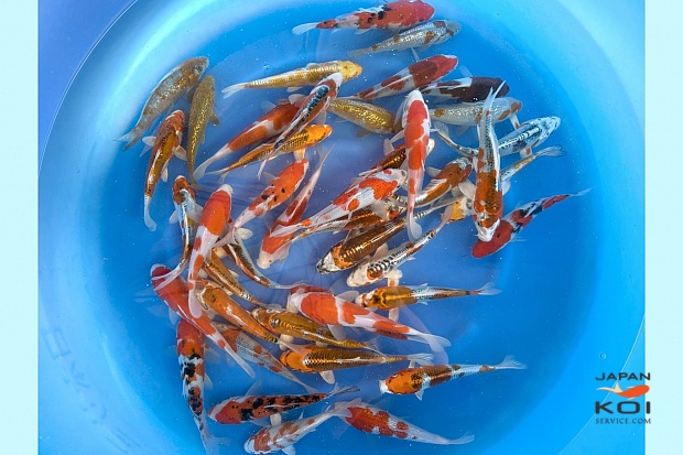 Tosai Mix : 17-20 cm (Sample)