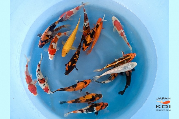 Tosai Mix : 18-20 cm (Sample)