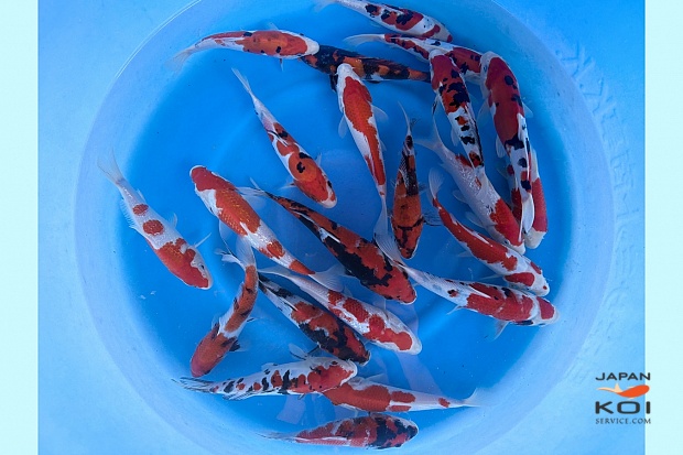 Tosai Mix : 18-22 cm (Sample)