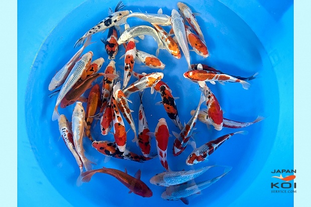 Tosai Mix : 19-23 cm (Sample)