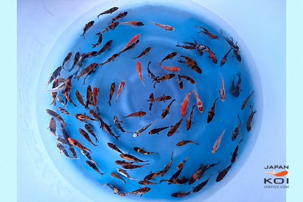 Tosai Mix : 5-8 cm (Sample)