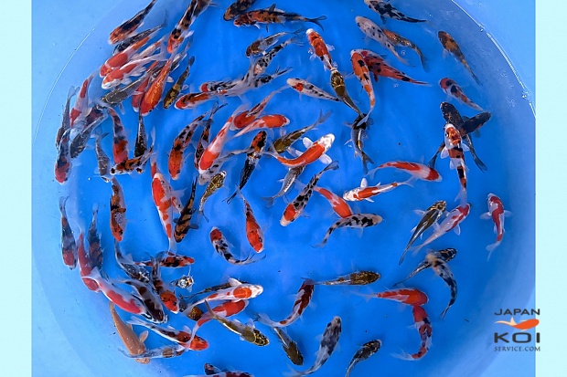 Tosai Mix : 7-11 cm (Sample)