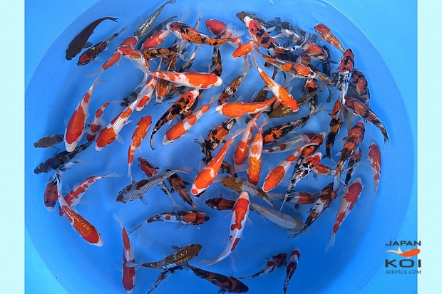Tosai Mix: 13-15 cm