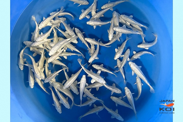 Tosai Platinum, GR Platinum : 10-13cm (Sample)