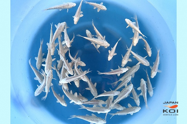 Tosai Platinum Mix : 11-14 cm (Sample)