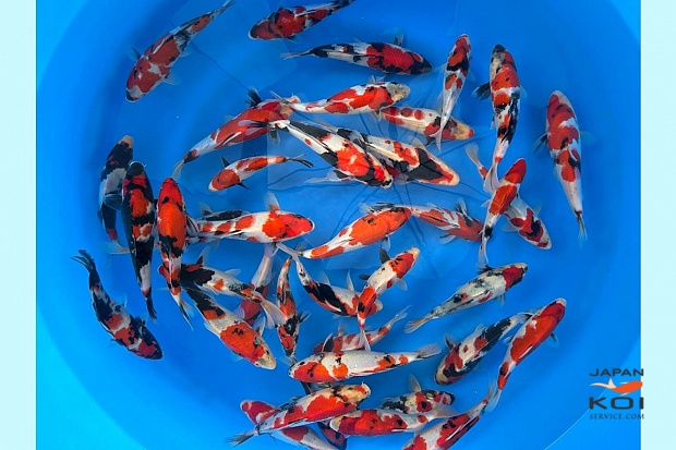 Tosai Showa x 30pcs (Breeder's Choice) 3 Boxes Available 