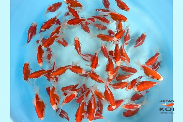 Tosai Tamasaba : 6-10 cm (Sample)