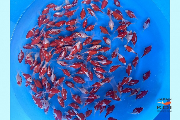 Tosai Tamasaba 8-10 cm (Sample)