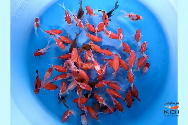 Tosai Tamasaba and Kawari Mix : 7-10 cm (Sample)