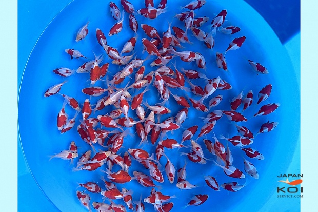 Tosai Tamasaba Better Quality 8-10 cm (Sample)