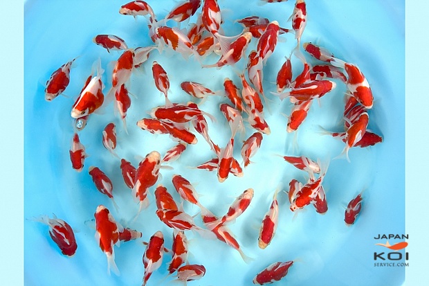 Tosai Tamasaba High Quality : 6-10 cm (Sample)