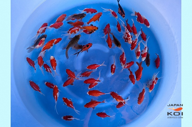 Tosai Tamasaba Mix : 6-9 cm (Sample)
