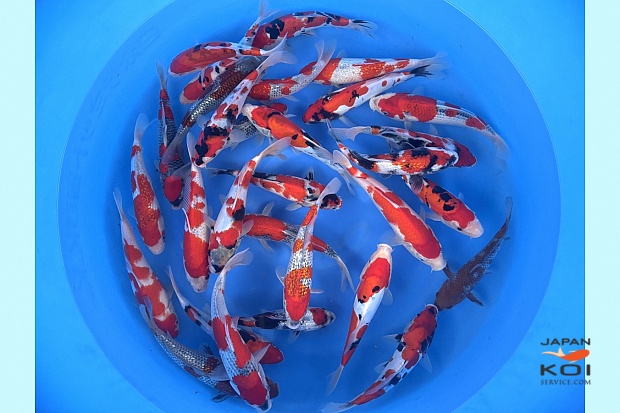 -Limited Available- Tosai Tateshita Mix :  22-26 cm (Sample)