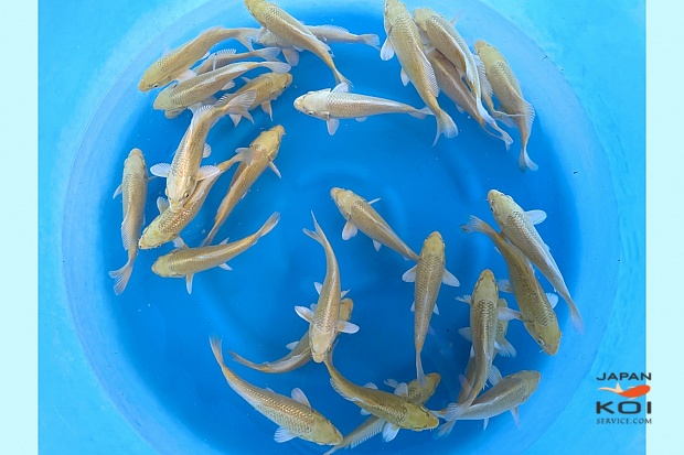 Tosai Yamabuki Mix : 14-16 cm (Sample)