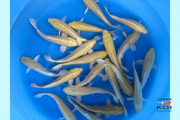 Tosai Yamabuki Mix : 20-22 cm (Sample)