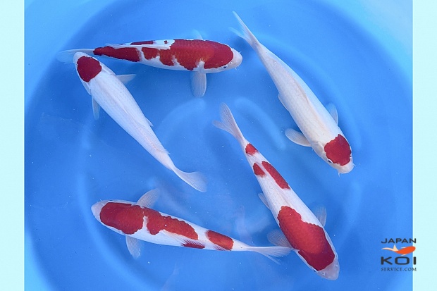 WYSIWYG 2sai Kohaku, Tancho Selected x 5pcs