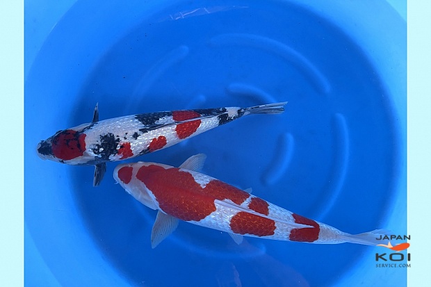 WYSIWYG 3sai ginrin kohaku female no guarantee, ginrin showa male  Selected x 2pcs