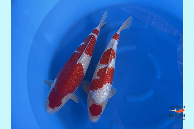 WYSIWYG 3sai ginrin kohaku female no guarantee, maruten ginrin kohaku male  Selected x 2pcs