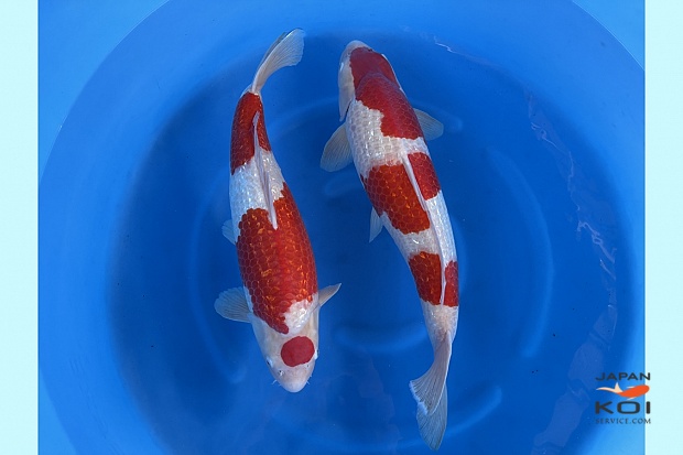 WYSIWYG 3sai ginrin kohaku female no guarantee Selected x 2pcs