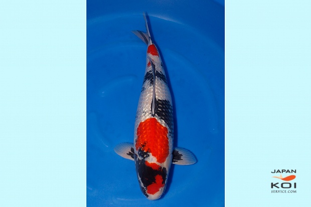 WYSIWYG 4sai Ginrin  showa female Selected