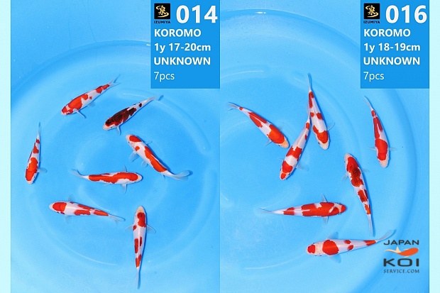 WYSIWYG HQ tosai koromo 14pcs