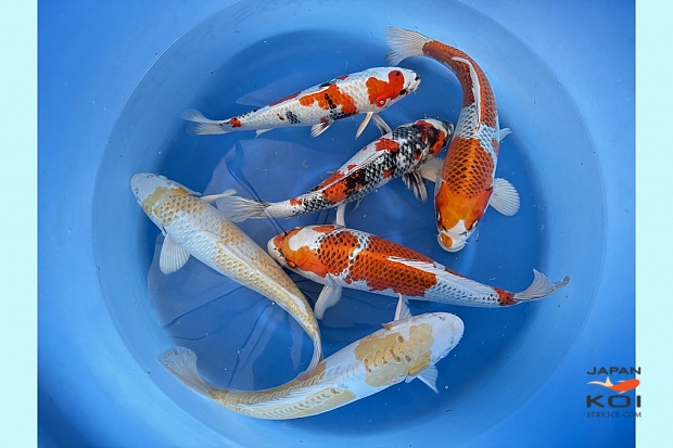 WYSIWYG Nisai female no guarantee, kin showa, kujaku, hariwake X6 pcs