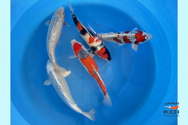 WYSIWYG Nisai mix female 5pcs