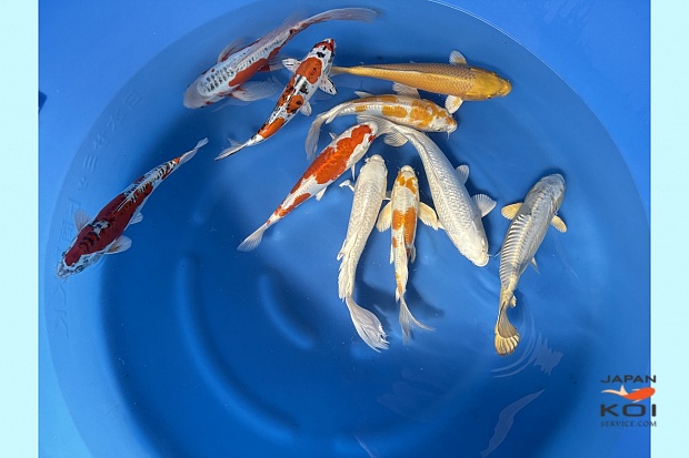 WYSIWYG Nisai mix selected 10pcs