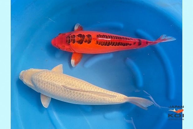 WYSIWYG Sansai hi utsuri 57 cm chagoi 61 cm