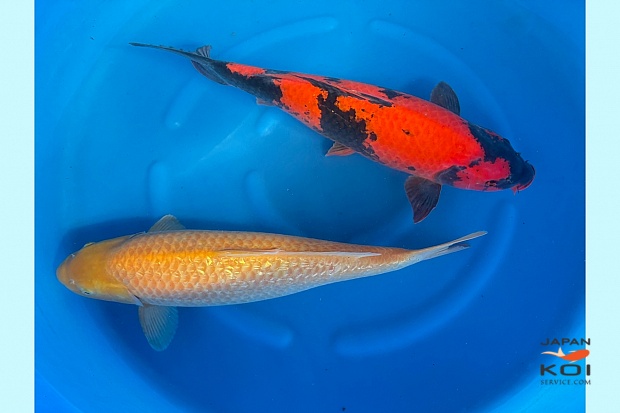 WYSIWYG Sansai hi utsuri 65 cm gr karashigoi 61 cm