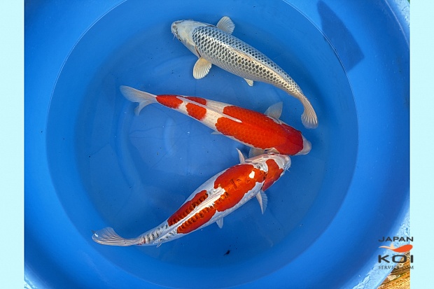 WYSIWYG Sansai mix 3pcs