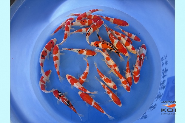WYSIWYG Tosai kohaku + sanke selected 30 pcs