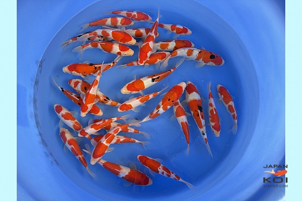 WYSIWYG Tosai kohaku + sanke selected 30 pcs