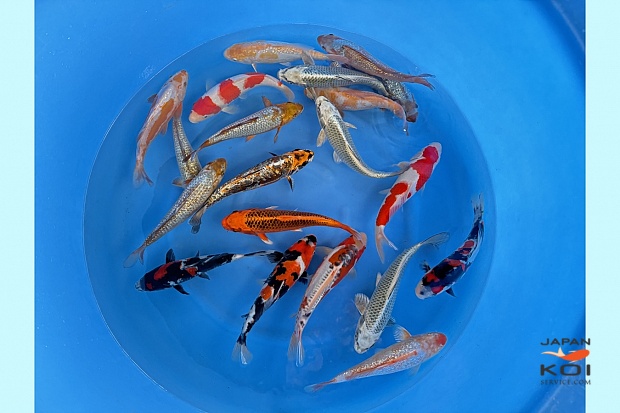 WYSIWYG Tosai mix 20pcs