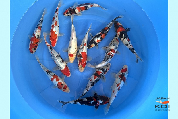 WYSIWYG Tosai Showa Selected x 13pcs 