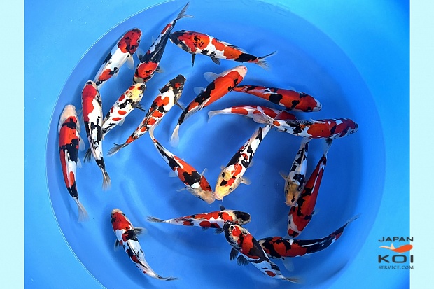 WYSIWYG Tosai Tateshita D/Showa and D/Shiro Selected x 19pcs 