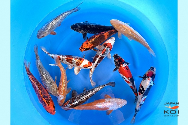 WYSIWYG Tosai Tateshita Kawari Mix Selected x 13pcs