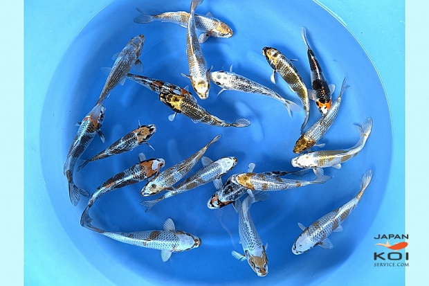 WYSIWYG Tosai Tateshita Kogane Ochiba and some others Mix x 20pcs