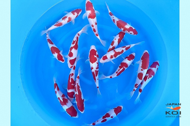 WYSIWYG Tosai Tateshita Kohaku Selected x 15pcs