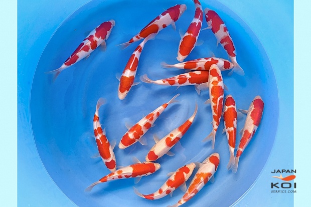 WYSIWYG Tosai Tateshita Kohaku Selected x 16pcs with Certificates