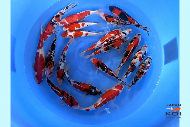 WYSIWYG Tosai tateshita mix 19pcs (including one breeder certificate for the box)