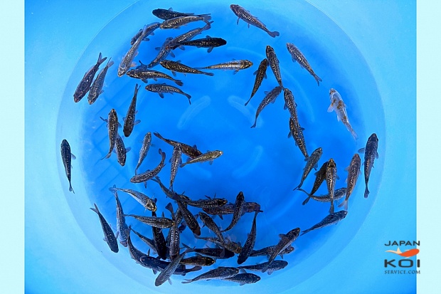 WYSIWYG Tosai Tateshita Mix Selected 12-14 cm x 65pcs : Aragoke, Kawari